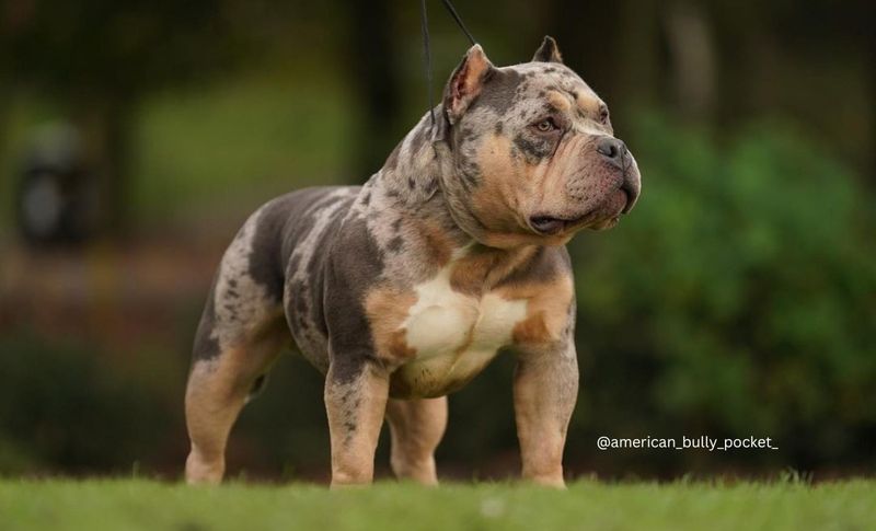 American Bully Pocket: Compact Powerhouse