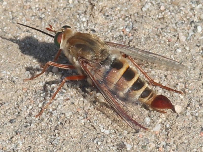Delhi Sands Flower-Loving Fly
