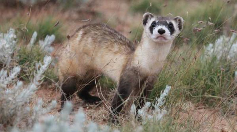 Black-footed Ferret