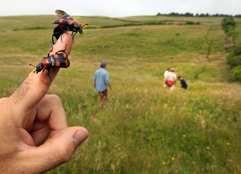 American Burying Beetle