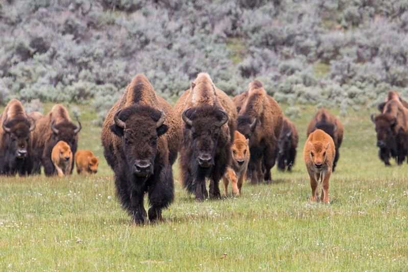 Giant Bison In Yellowstone's Remote Corners