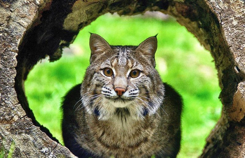 Bobcats: Stealthy Solitaires