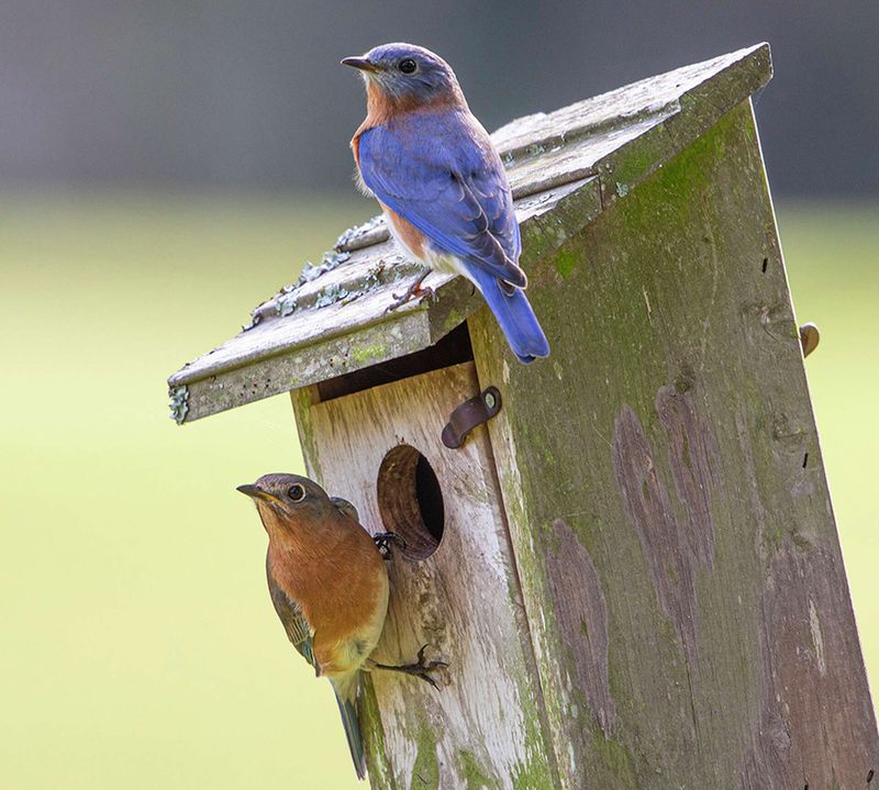 Eastern Bluebird