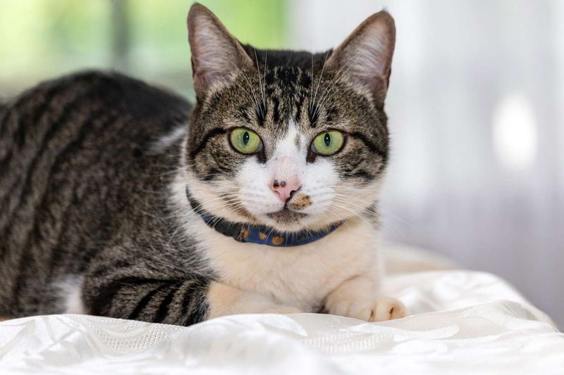 American Wirehair: The Springy Surprise