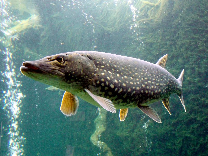 Northern Pike: Freshwater Wolf In Disguise