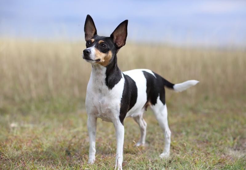 Toy Fox Terrier: From Rat Catcher To Circus Star