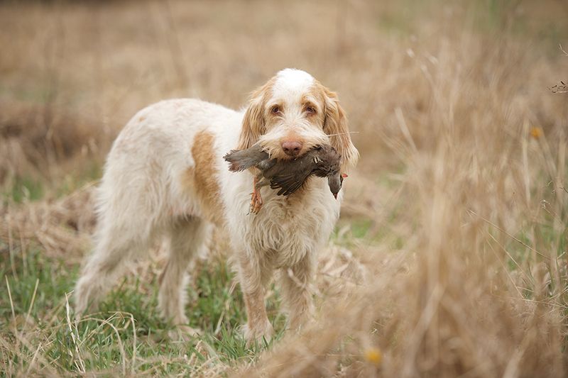Spinone Italiano