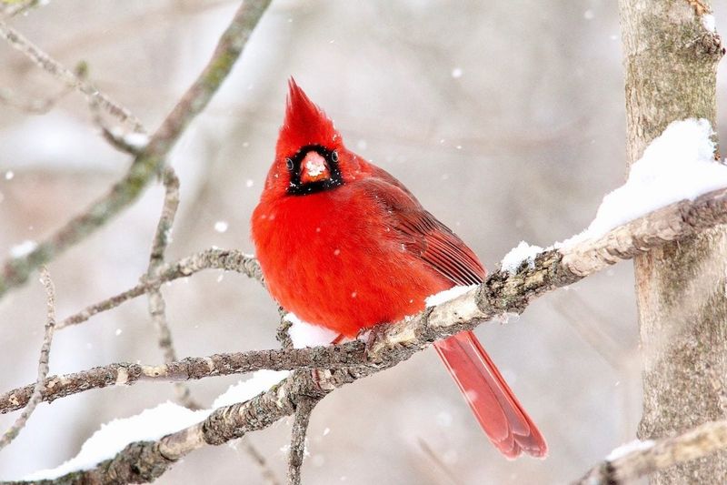 Northern Cardinal