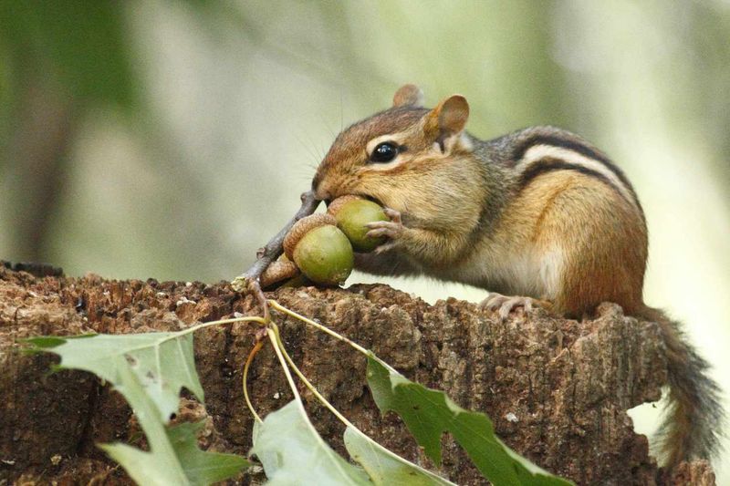 Eastern Chipmunk