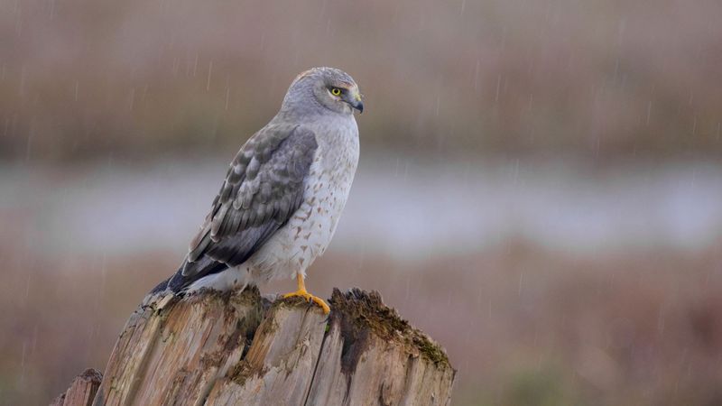 Northern Harrier: The Marsh Glider