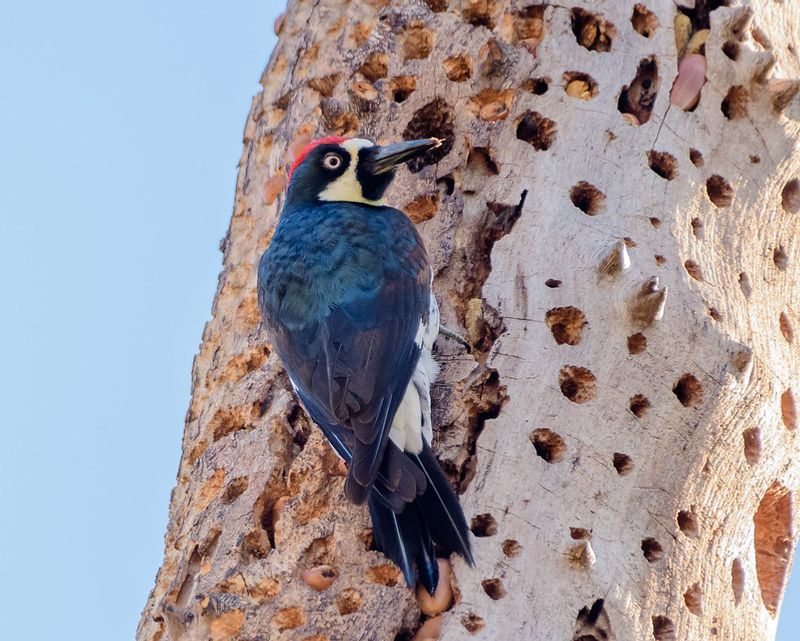 Woodpeckers: Specialized Problem Solvers