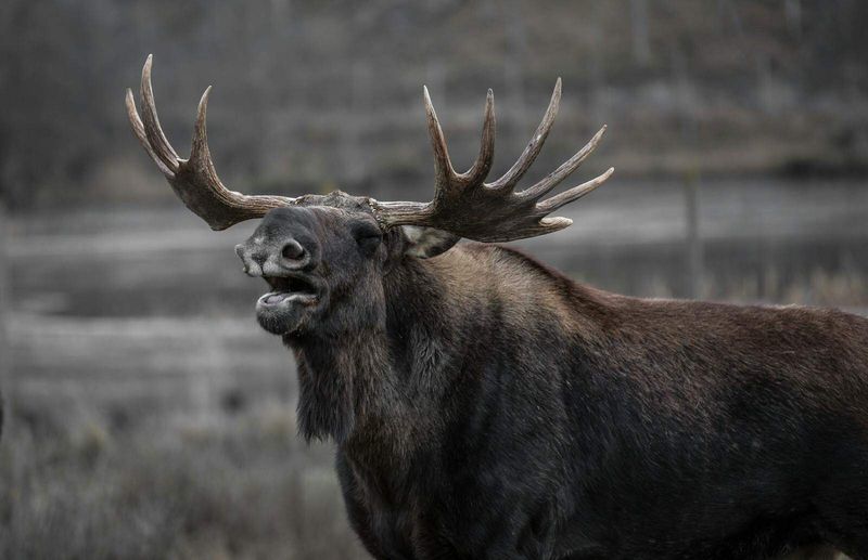 Stag-Moose In Northern Maine Forests