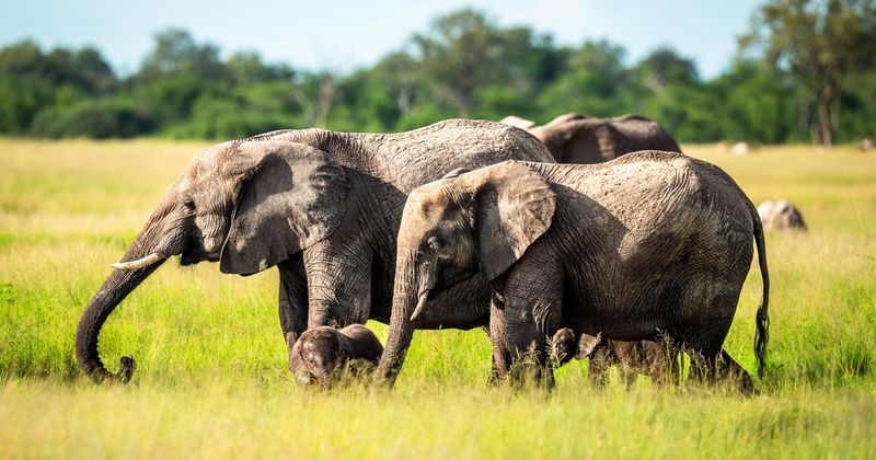 Elephant