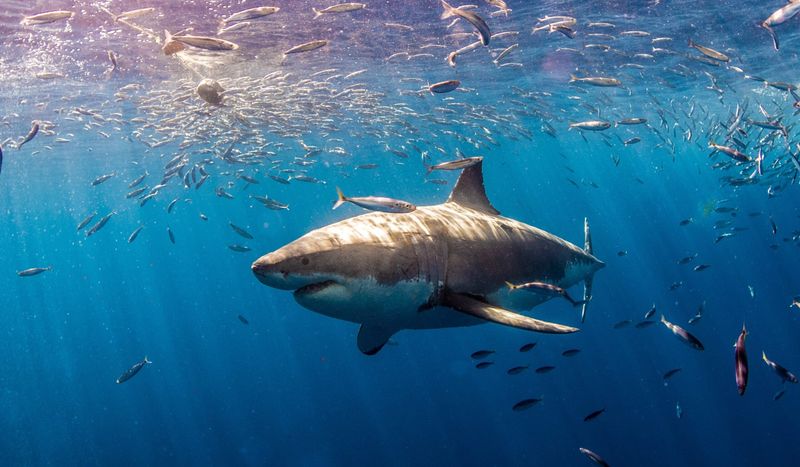 Great White Shark