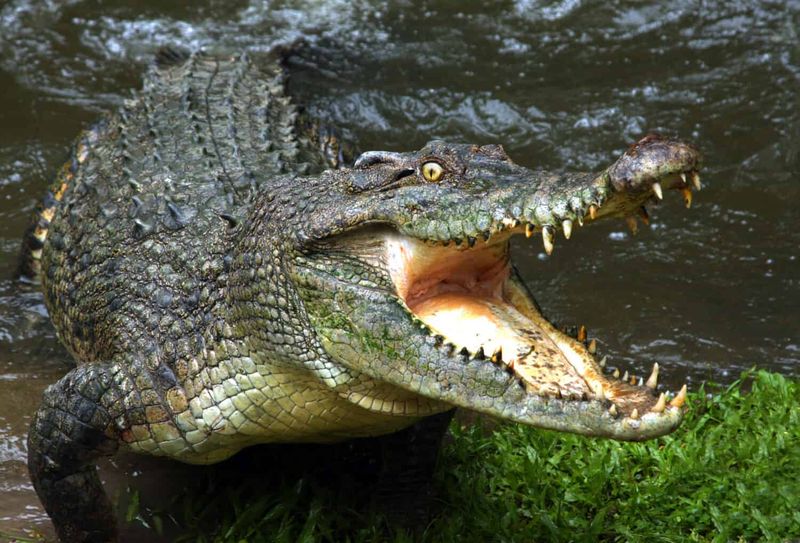 Saltwater Crocodiles