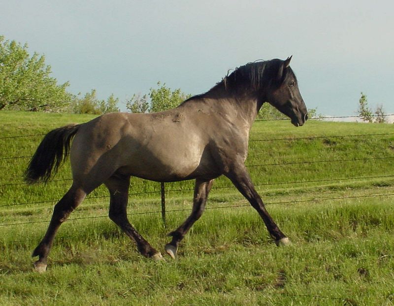 Sorraia Pony