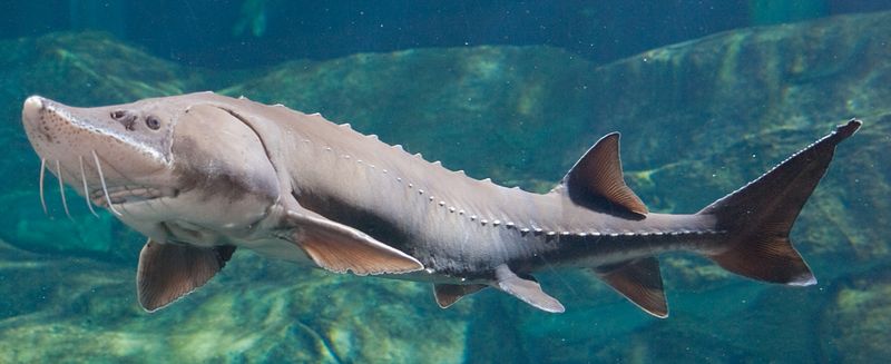 Lake Sturgeon: The Freshwater Dinosaur