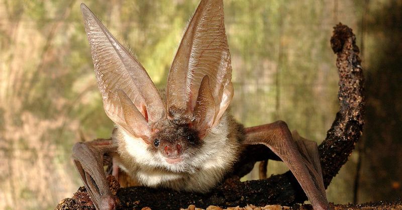 Northern Long-Eared Bat