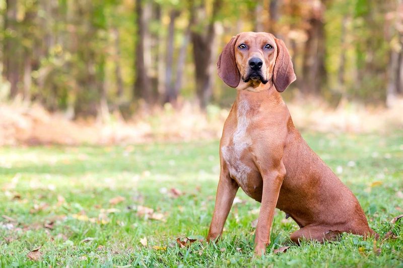 Redbone Coonhound: America's Scarlet Hunting Companion