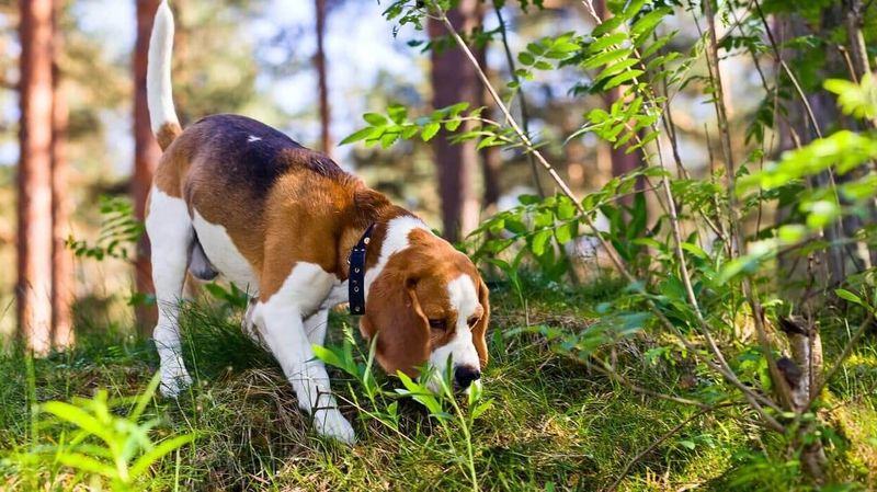Beagle: The Scent-Driven Detective