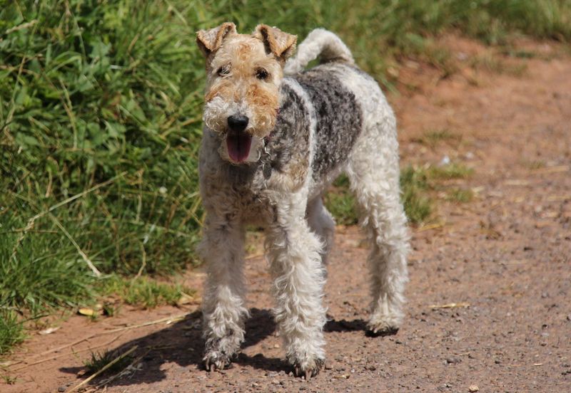 Fox Terrier: The Classic Hunting Companion