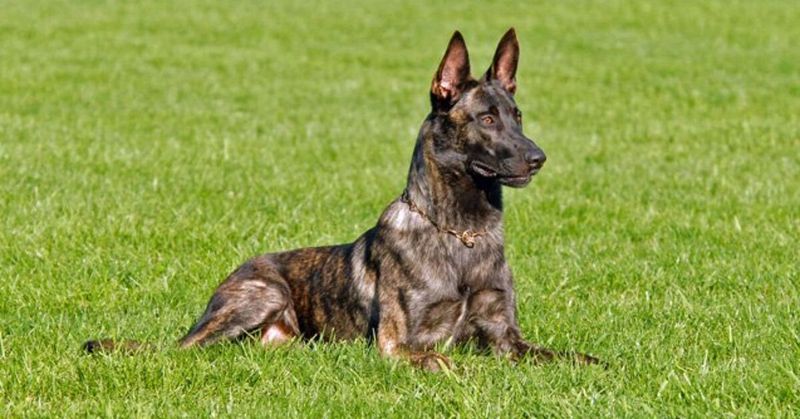 Dutch Shepherd: The Farmer's Multitool