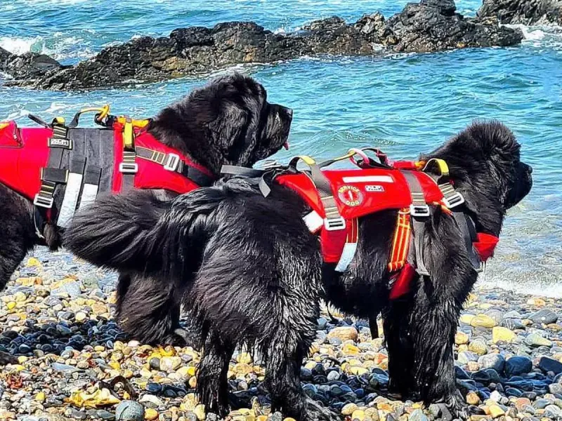 Newfoundlands: The Water Rescue Specialists