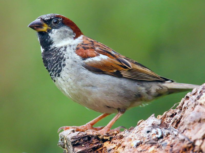 House Sparrow