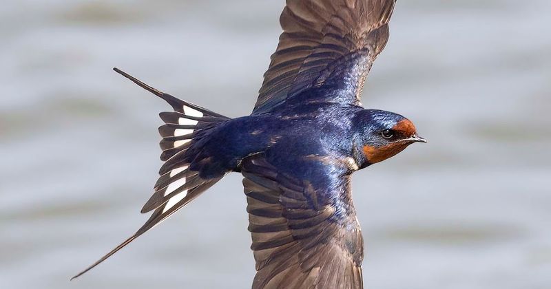Barn Swallow