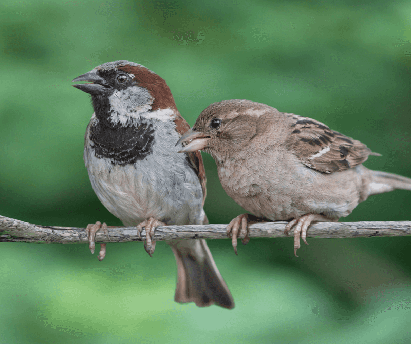 House Sparrow - The Feisty Colonist