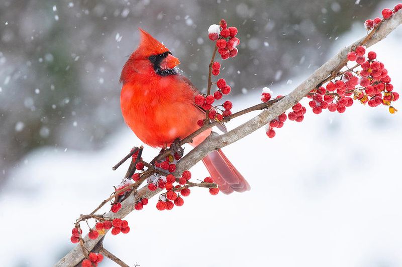 Northern Cardinal
