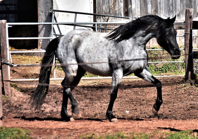 Racking Horse: Speed Without The Bounce