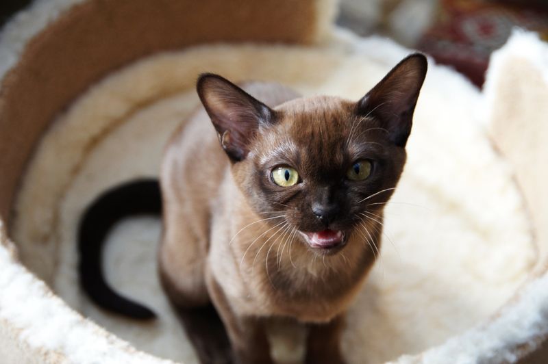 Burmese – The Balanced Social Butterfly