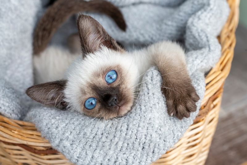 Siamese Cats