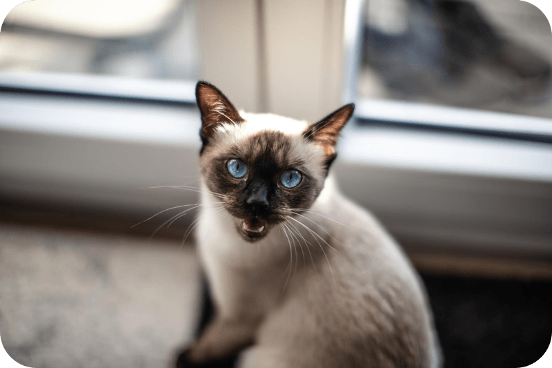 Tonkinese: Social Without Smothering