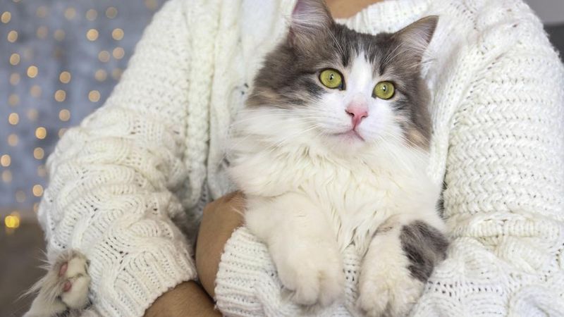 Ragamuffin Maine Coon Mix