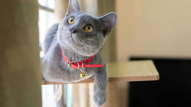 Korat: Selective Socialites With Strong Opinions