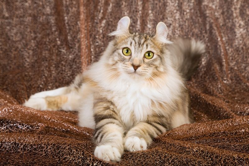 American Curl: The Ear-Resistible Innovation