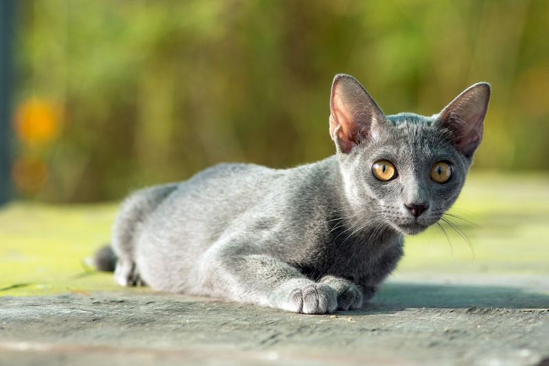 Korat: The Quiet Good Luck Charm