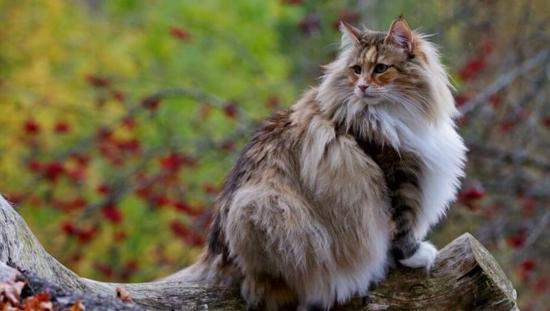 Norwegian Forest Cat: The Patient Forester