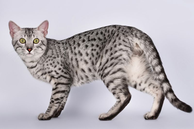 Egyptian Mau: The Speed Demon