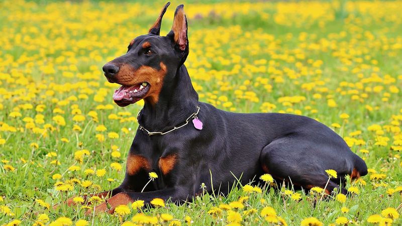 Old American Doberman Lines