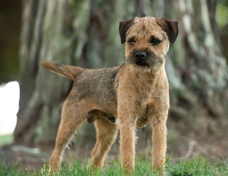 Border Terrier