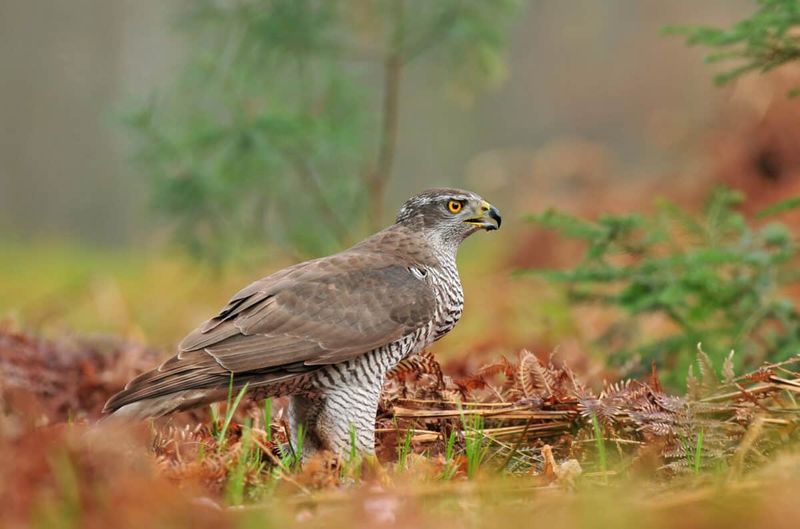 Northern Goshawk