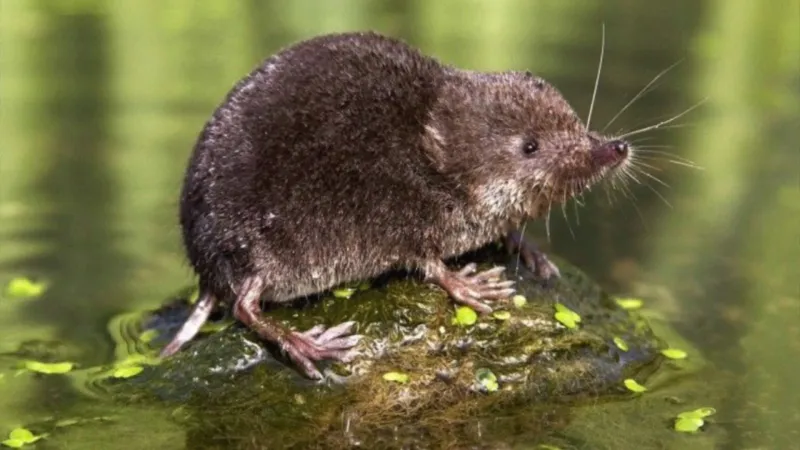 American Water Shrew