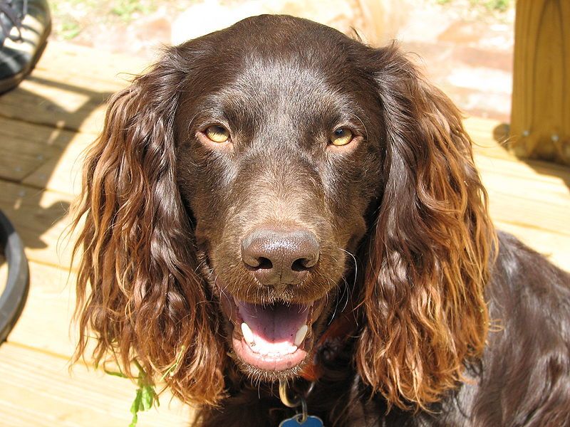 Boykin Spaniel: The South Carolina Turkey Hunter