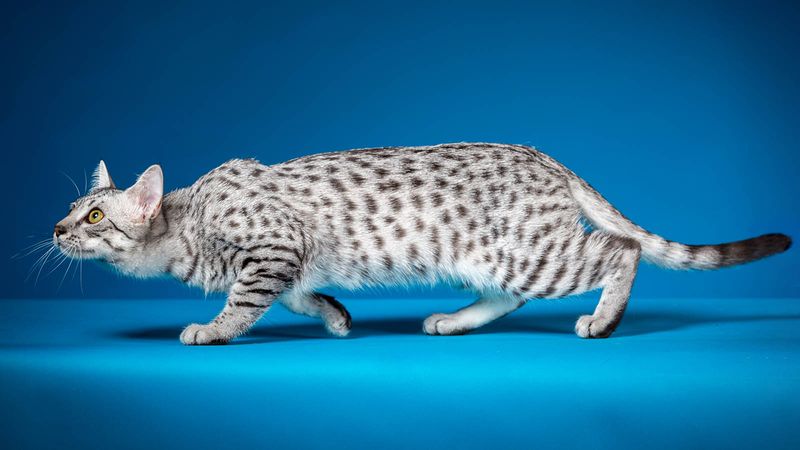 Striking Egyptian Mau