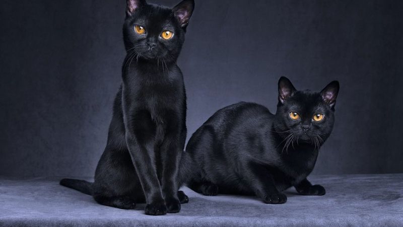 Bombay: The Mini-Panther From Kentucky