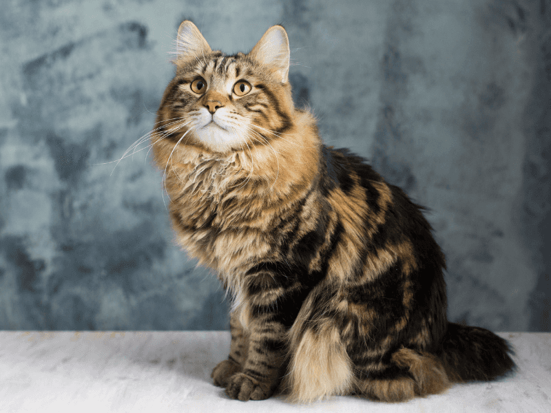 Kurilian Bobtail