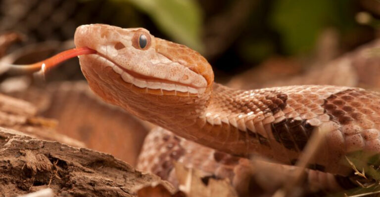 America’s States Most Infested With Copperheads
